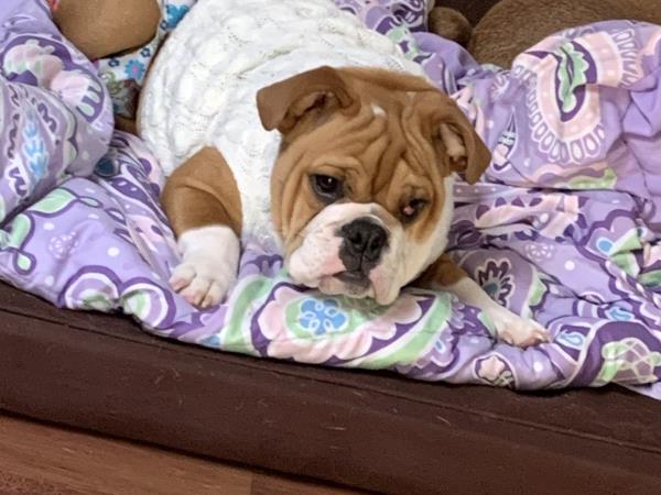 /Images/uploads/Long Island Bulldog Rescue/LIBR-2025-Calendar/entries/32172thumb.jpg